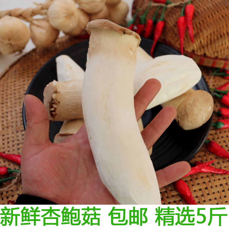 杏鲍菇 农家新鲜蔬菜蘑菇菌菇火锅食材炒菜煲汤自然鲜现摘现发