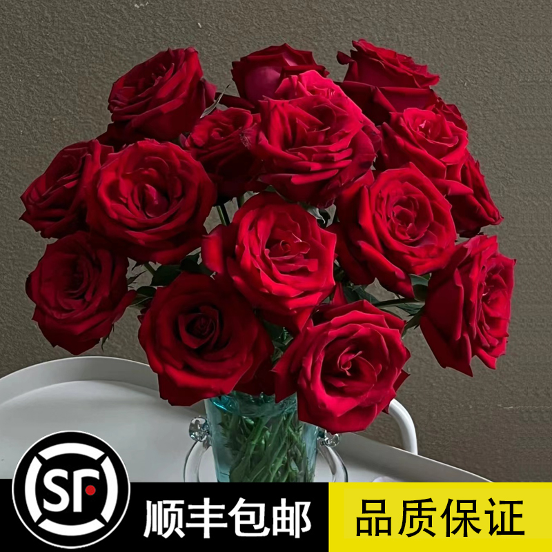 红玫瑰花苗大红色玫瑰花系列卡罗拉切花月季阳台盆栽地栽四季开花