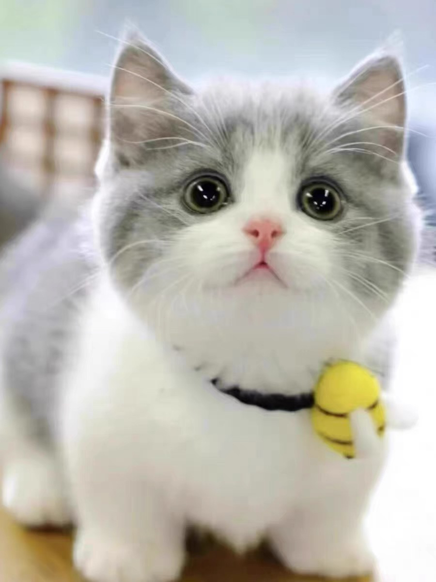 纯种英短蓝猫幼猫布偶猫美短银渐层金吉拉银点蓝白矮脚猫猫咪活物