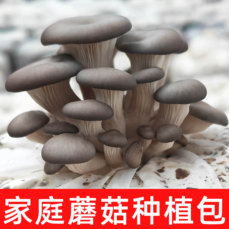 蘑菇种植包家庭菌包自种可食用菇菌种平菇家种榆黄菇母种磨姑原种