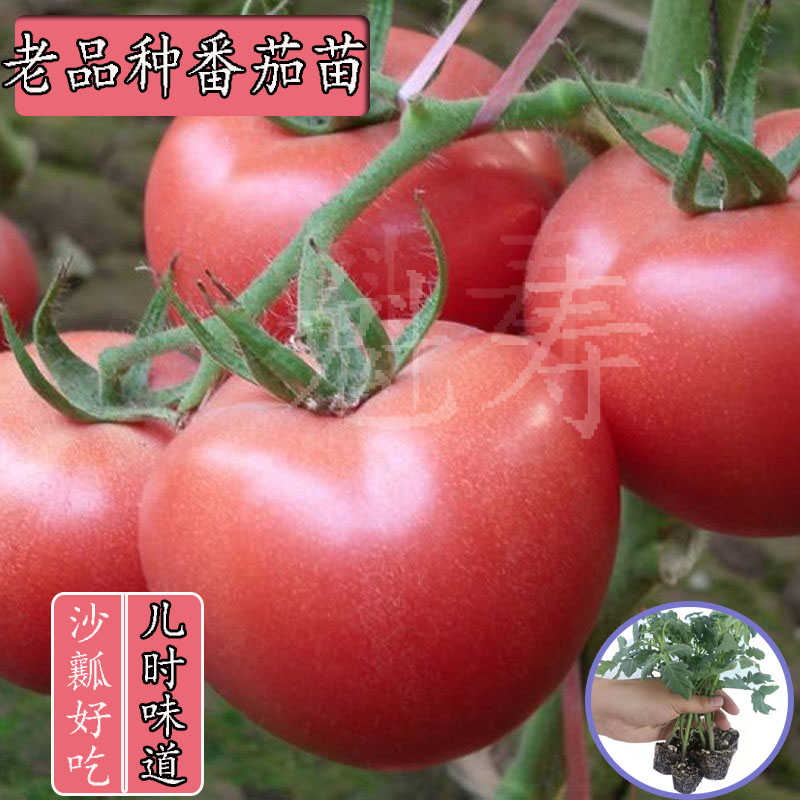 老品种大粉西红柿苗沙瓤番茄大柿子苗菜种子籽小番茄圣女果千禧苗