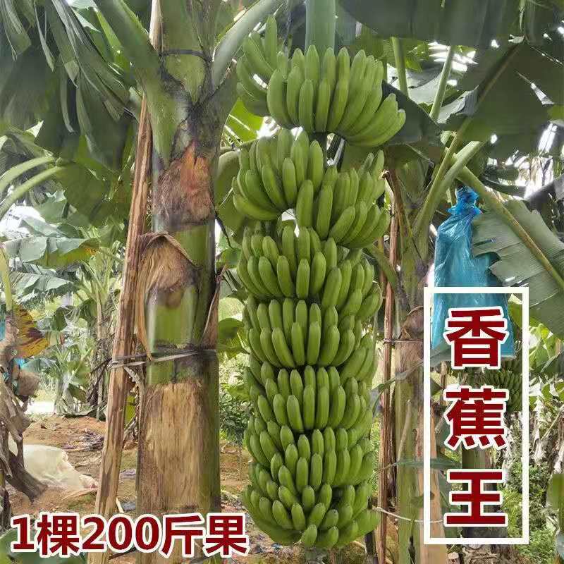 广西香蕉苗巴西蕉中蕉9号苗红香蕉粉蕉矮化蕉苗树苹果蕉当年结果