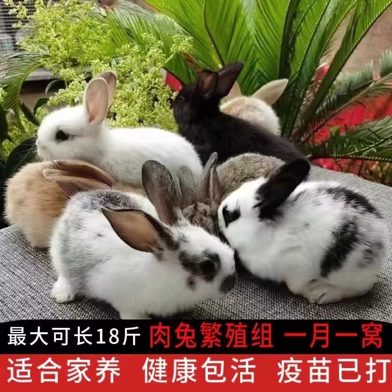 兔子活物公母一对活体宠物家兔活兔肉兔子苗巨型兔子苗家养肉兔苗