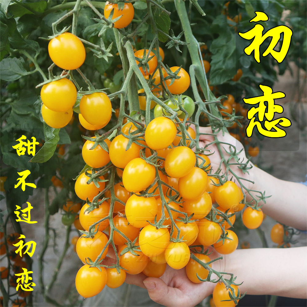 初恋番茄种子籽盆栽阳台超甜黄圣女果樱桃西红柿苗春四季蔬菜种孑
