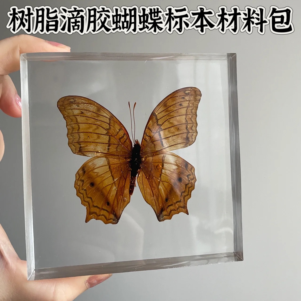 真蝴蝶蜻蜓昆虫标本水晶滴胶ab树脂胶琥珀手工diy制作材料工具包