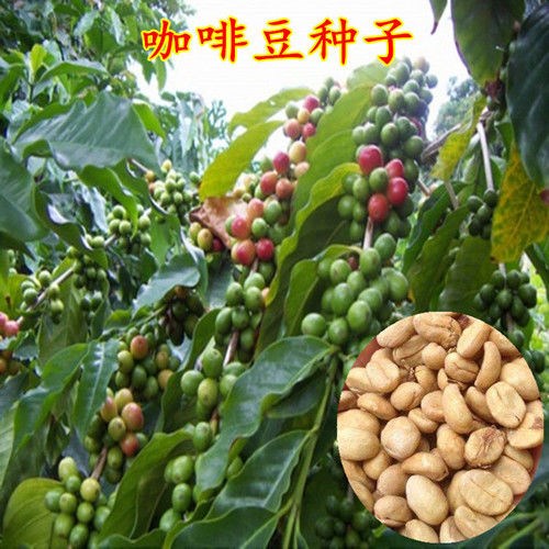 蓝山咖啡豆种子优质咖啡豆果树植物阳台庭院盆栽种植咖啡树种籽