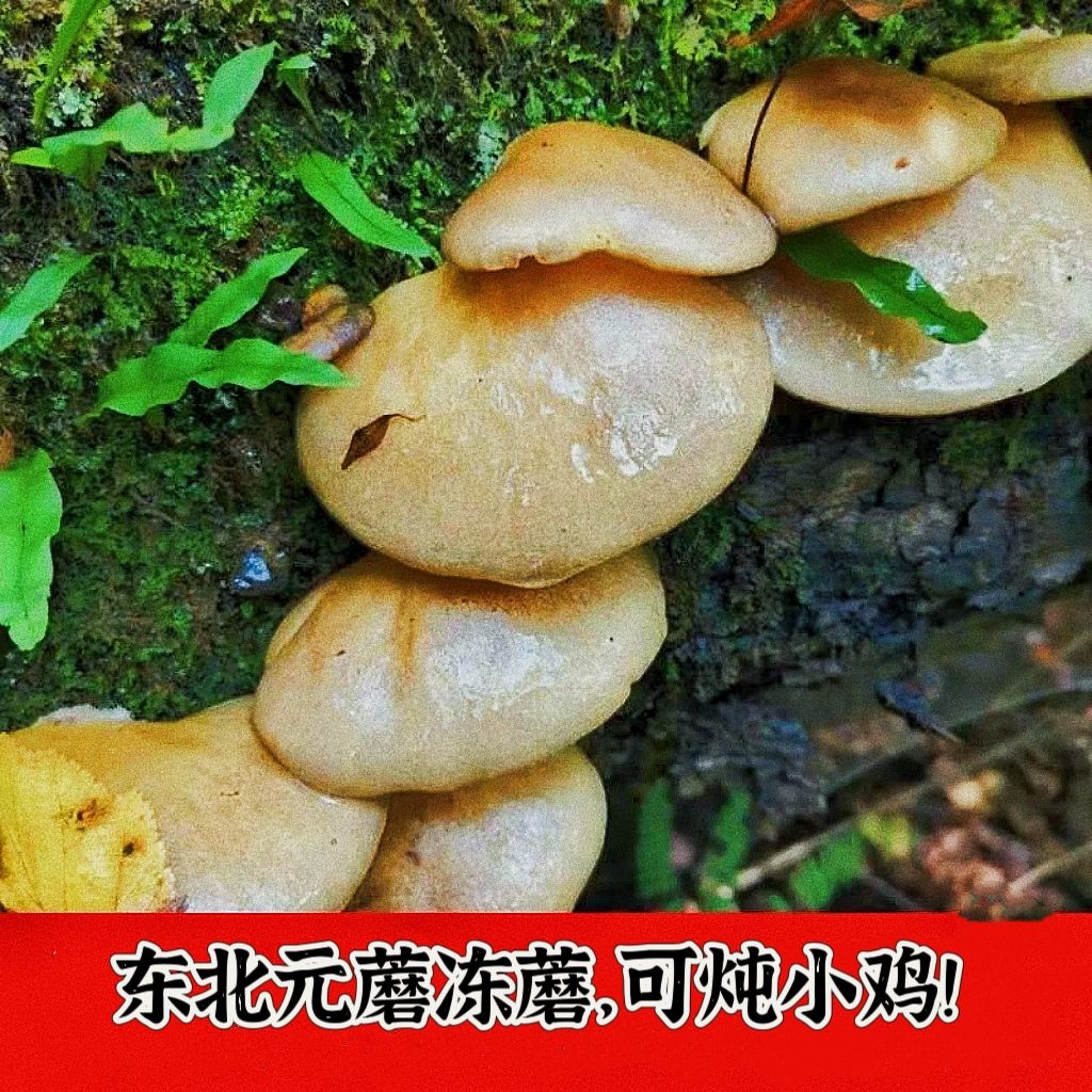 新东北特产元蘑长白山野生元蘑菇500g包邮肉厚无根冻蘑菇冬蘑腌制