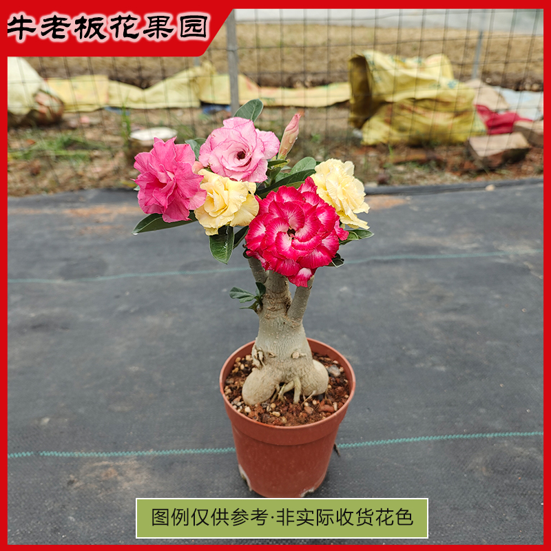 沙漠玫瑰3年苗包对版精品重瓣花色盆栽绿植沙生植物当年开花阳台