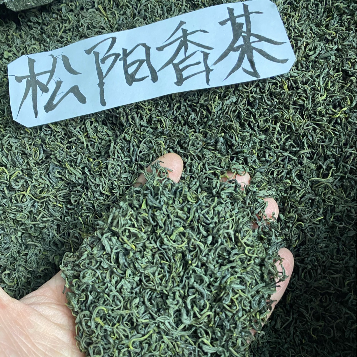 松阳香茶2024年新茶浙江丽水茶叶一斤500克浓香明前绿茶散装春茶