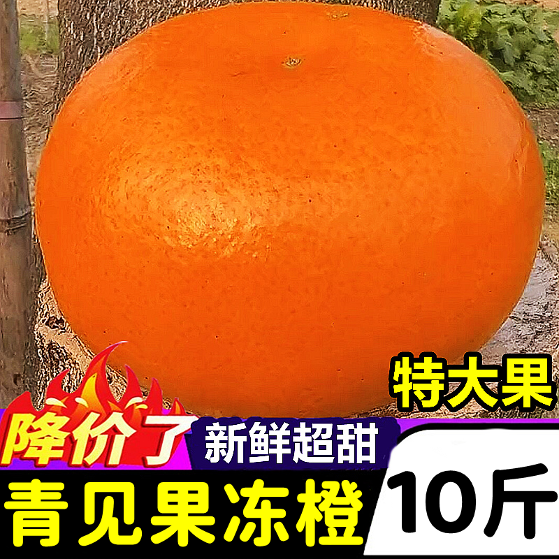 四川新鲜超甜青见果冻橙10斤大果应当季水果整箱批发手剥橙甜橙子