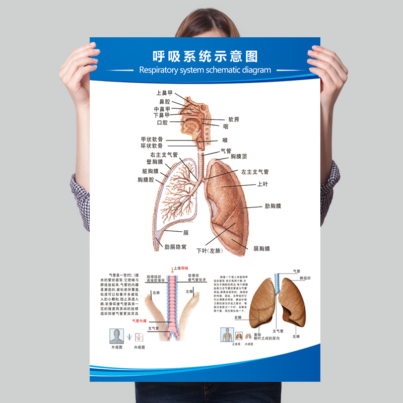 人体呼吸系统挂图内脏器官功能血管心肝肺消化系统人体解剖结构图
