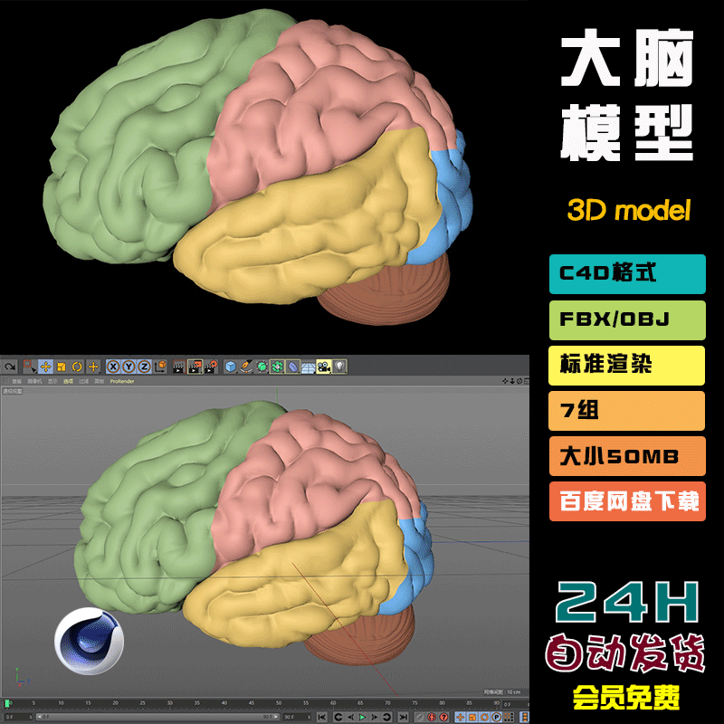 c4d白模blender脑子大脑人脑脑回路3d模型fbx建模obj素材文件N019
