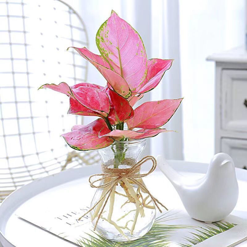 吉利红盆栽 可开花水土培 植物四季长红桌面好养绿植净化空气客厅