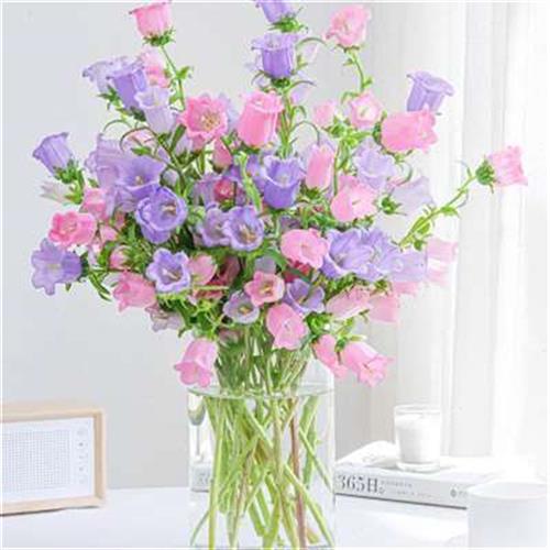 昆明风铃花鲜花家用水养插花白色紫色粉色鲜切花办公室桌面情人节