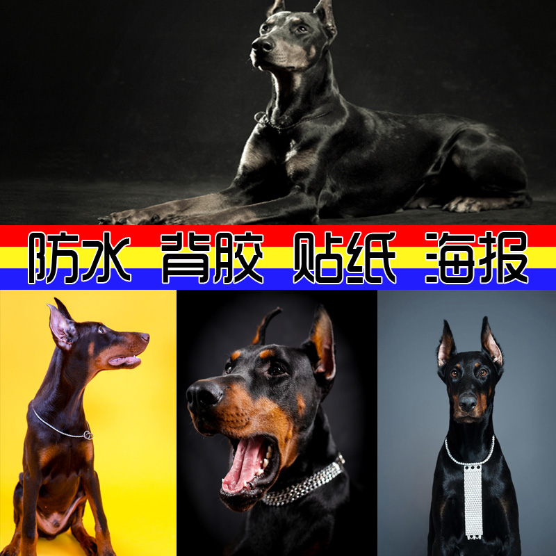 装饰画 杜宾犬 可爱狗狗图片贴画墙画壁纸贴图 海报支持定做照片
