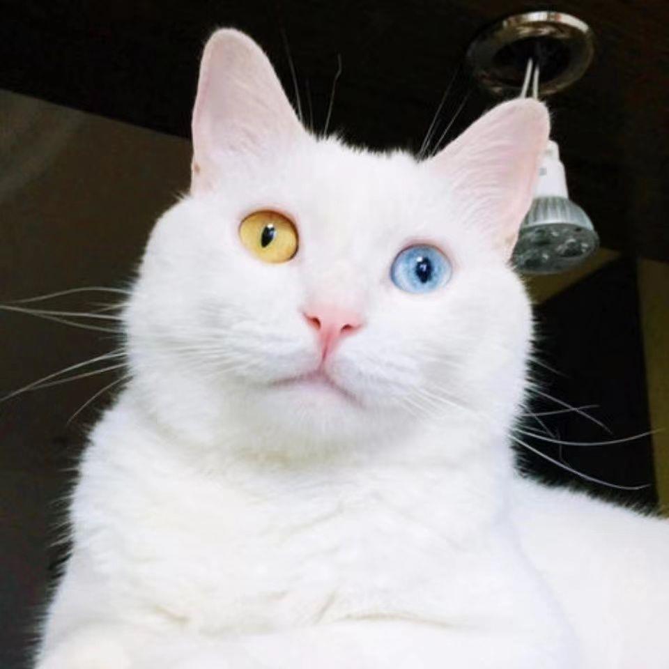 异瞳白猫狮子猫双蓝眼猫咪幼猫活体学生版便宜小猫三花猫黑白奶牛