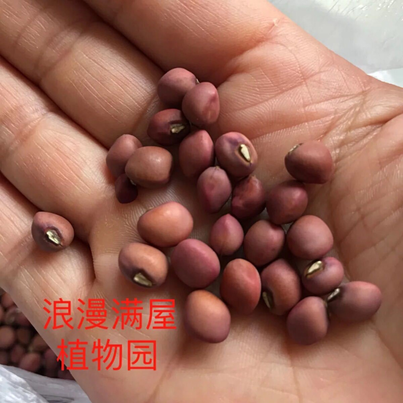 农家传统红爬豆种子五古老非饭豆转基因豇豆谷杂粮庭院田园可留种