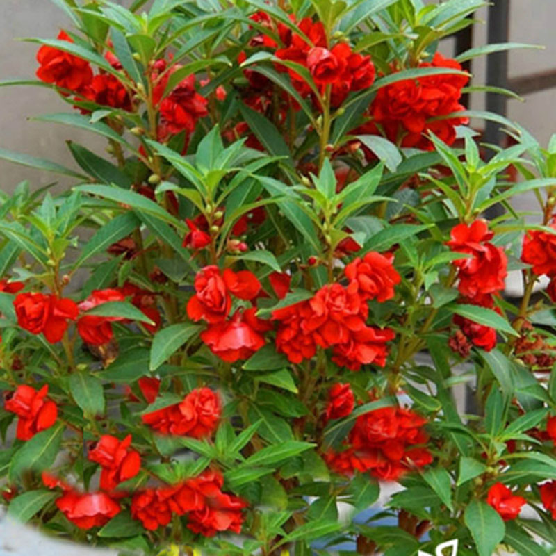 非洲重瓣红色茶花凤仙花学生实验套装种子盆栽种孑花籽四季指甲花