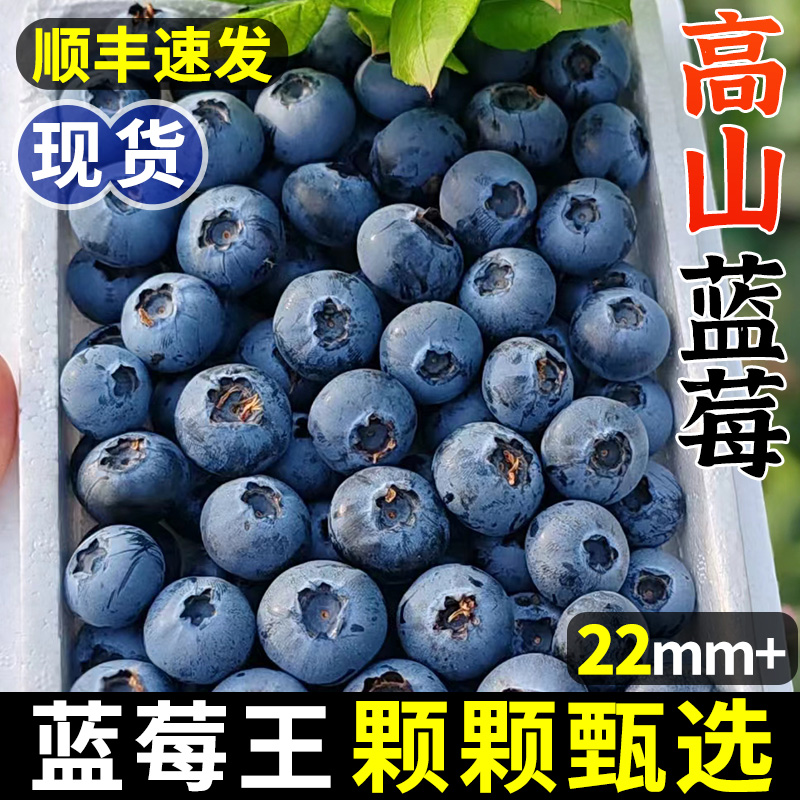 顺丰山地高原蓝莓王新鲜水果当季限量版超大果孕妇鲜果整箱包邮8