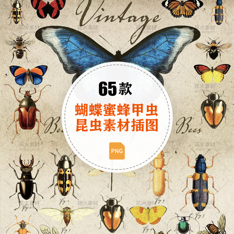 65款经典复古昆虫蝴蝶甲虫蜻蜓蜜蜂透明PNG插图配图设计素材