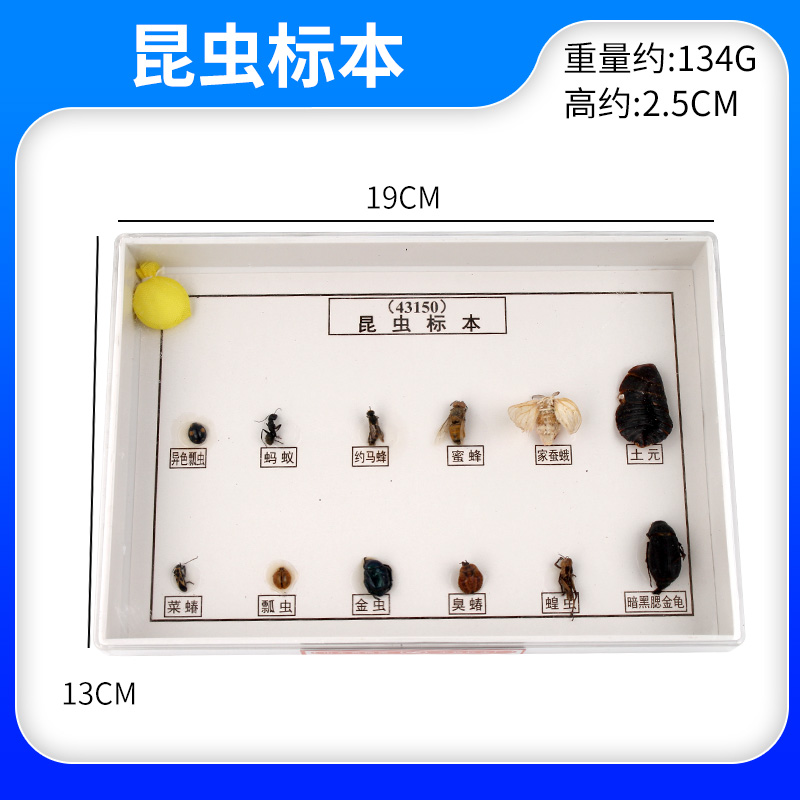昆虫标本 常见益虫害虫6种小学中学 教学仪器材实验43150