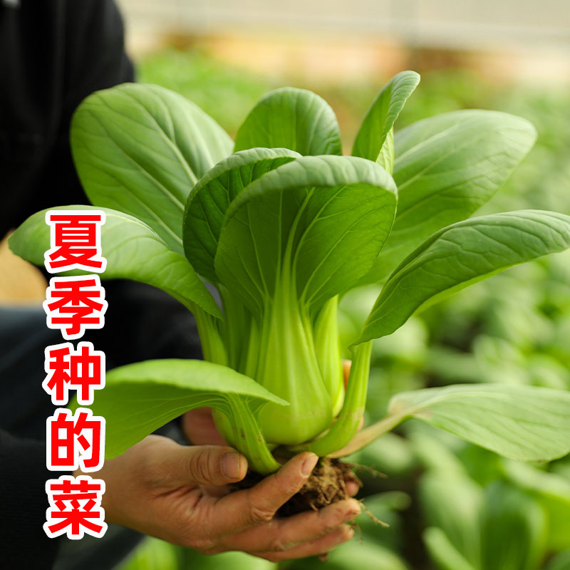 夏季耐热青梗菜种子小油菜夏天种植的蔬菜青菜上海青种籽孑菜种