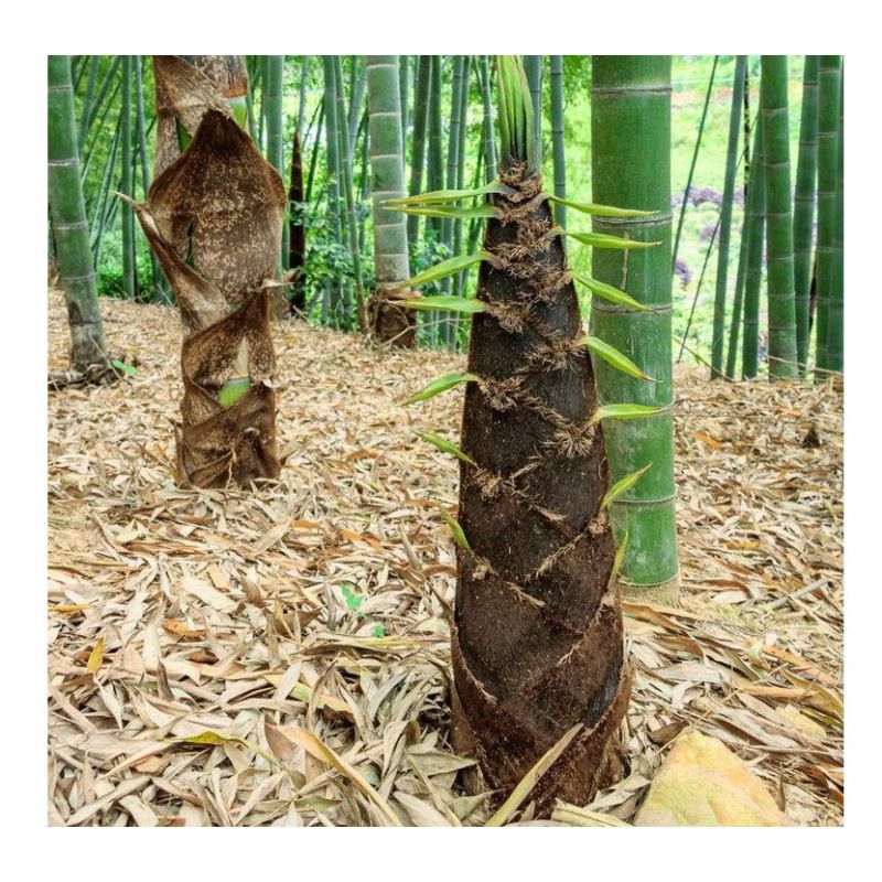 大型楠竹种子毛竹种子一次种植终身产笋出笋高个头大南北方均可种