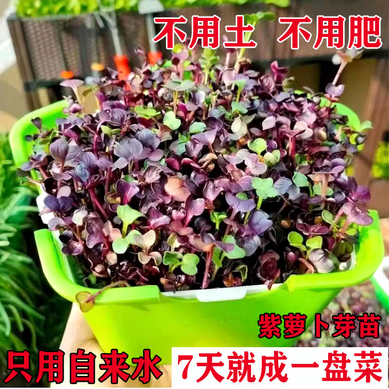 精品特菜紫萝卜苗种子水培红萝卜芽苗菜种子无土栽培芽苗盘种菜籽