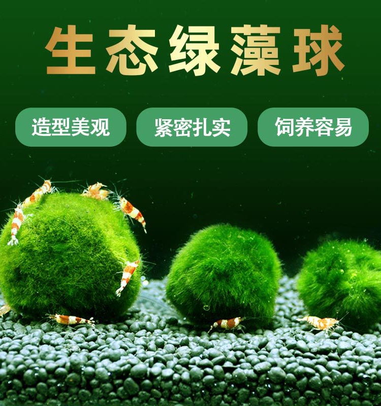 观赏鱼缸虾缸阴性水草活体marimo爱情球海藻球绿毛球绿藻球水藻球