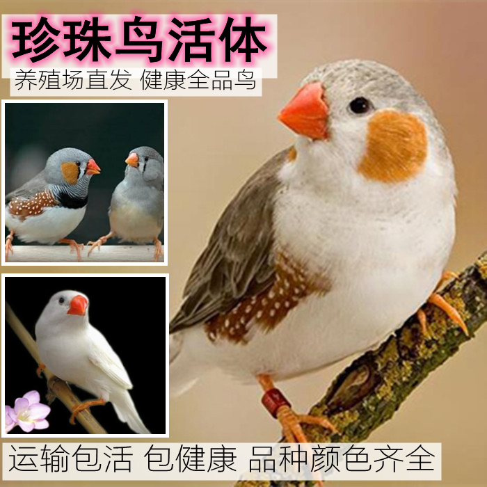包邮珍珠鸟活体一对宠物鸟灰色白色驼色幼鸟成年灰白文宠物上手鸟