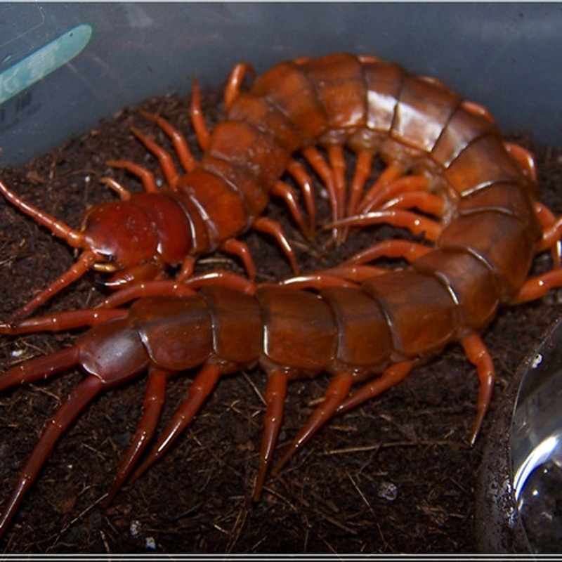 异宠泰国红龙蜈蚣 宠物蜈蚣活体18-23cm 巨人蜈蚣活物送新手套餐