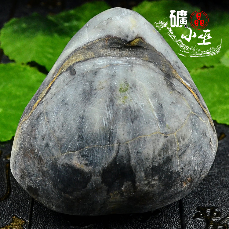 广西鹗头贝大型腕足无脊椎动物贝壳尖嘴贝摆件天然化石标本原石13