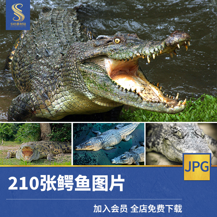 鳄鱼长短吻鳄扬子鳄爬行动物高清JPG图片摄影照片平面设计素材