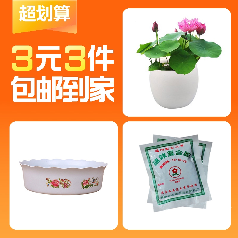 【3元3件】碗莲种子+花盆+5包肥料