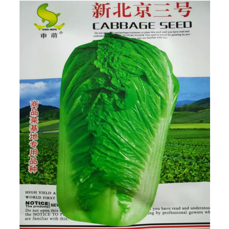 新北京三号白菜种子大白菜生长旺盛生育期80天左右结球快耐贮运