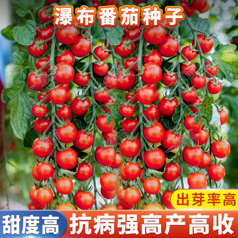 超甜樱桃瀑布番茄种子珍珠圣女果小番茄种籽孑西红柿种籽大全盆栽