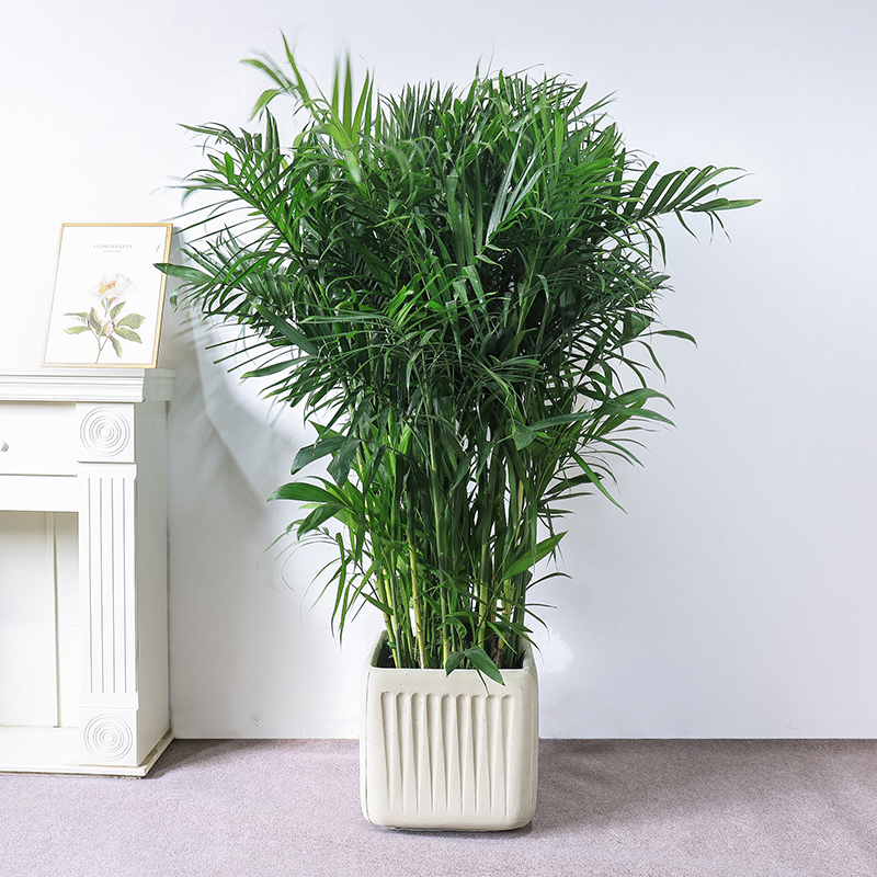 夏威夷椰子树盆栽 富贵椰子网红大绿植办公室室内大型植物