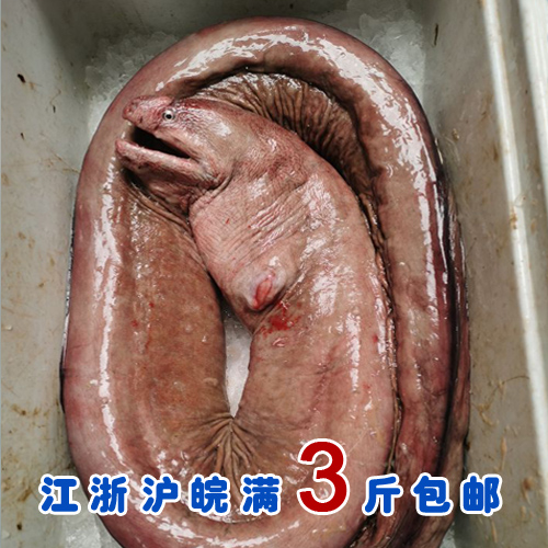 稀有红鳗鱼   井根鱼    营养价值很高   现货没有要等