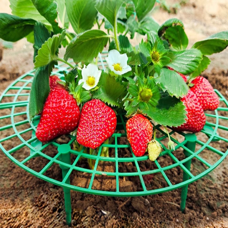家庭种植草莓托盘架绿植防倒伏植物果实支撑草莓支撑架子园艺用品