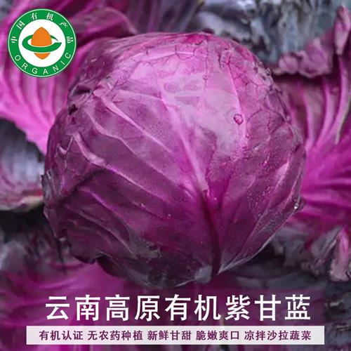 云南高原有机紫甘蓝1.2kg 新鲜包心菜脆嫩爽口清甜凉拌沙拉蔬菜