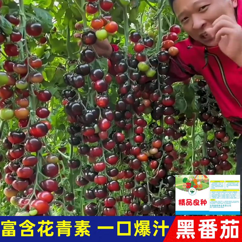 （活动中）黑番茄种子樱桃小番茄种子圣女果种籽西红柿种水果种子