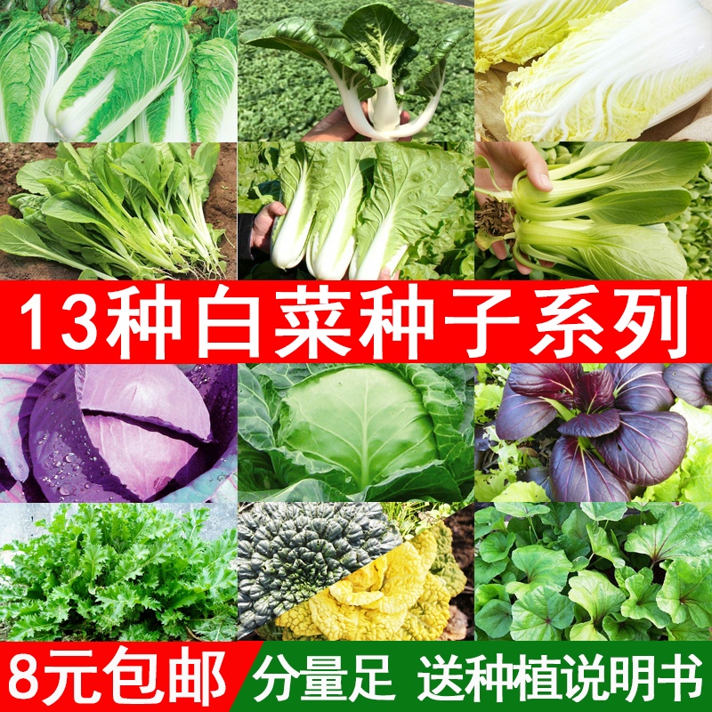 四季蔬菜种子奶油小白菜上海青油菜鸡毛菜紫甘蓝小青菜籽大全春季