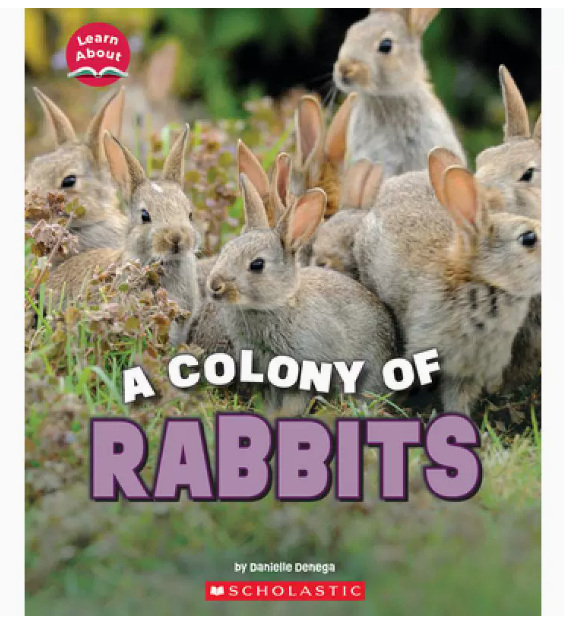 【预售】英文原版 A Fluffle of Rabbits 一群兔子 Scholastic Danielle Denega 关于兔子绒毛的知识插画绘本儿童书籍