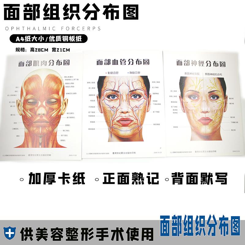 面部血管神经肌肉分布图三张一套整形美容脸部护理海报医美辅导图