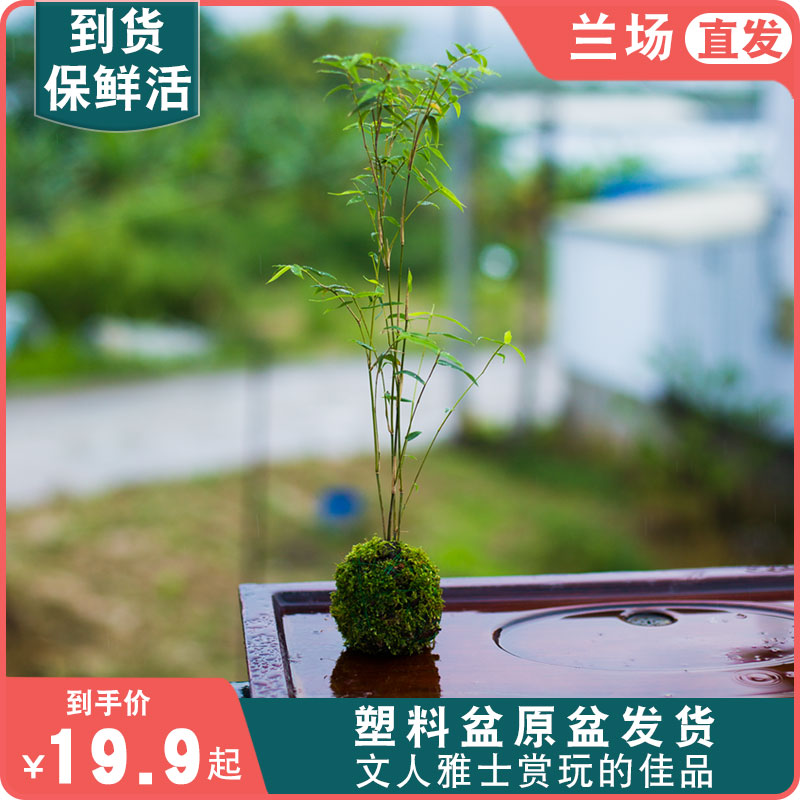 【 禅意小米竹】苔藓球/懒人盆栽好室内好养竹子客厅小苗绿植名贵