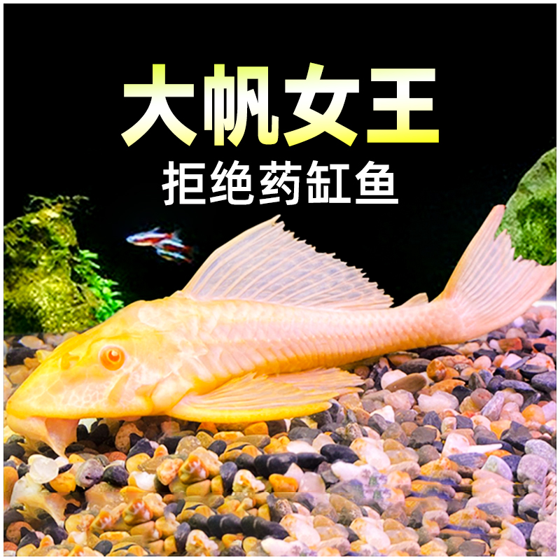 黄金红眼女王清道夫大帆女皇活体大型小型垃圾异型鱼缸热带观赏鱼