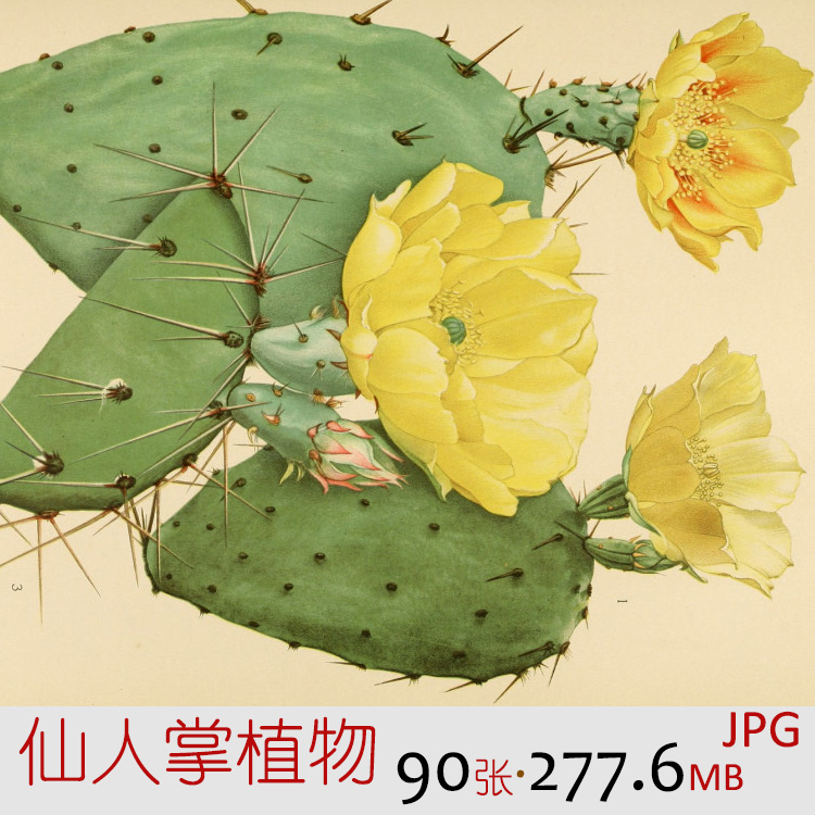 A009复古欧美手绘植物图案仙人掌花插画装饰绘画临摹手帐设计素材