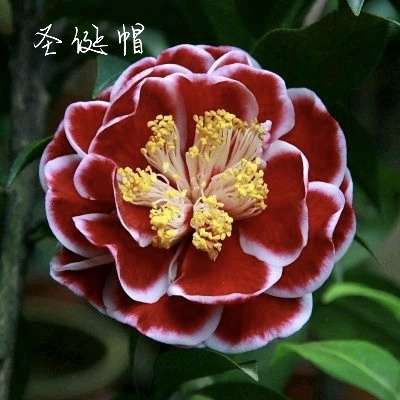 圣诞帽茶花名贵稀有品种台湾引进红色半重瓣型茶花带花苞包邮