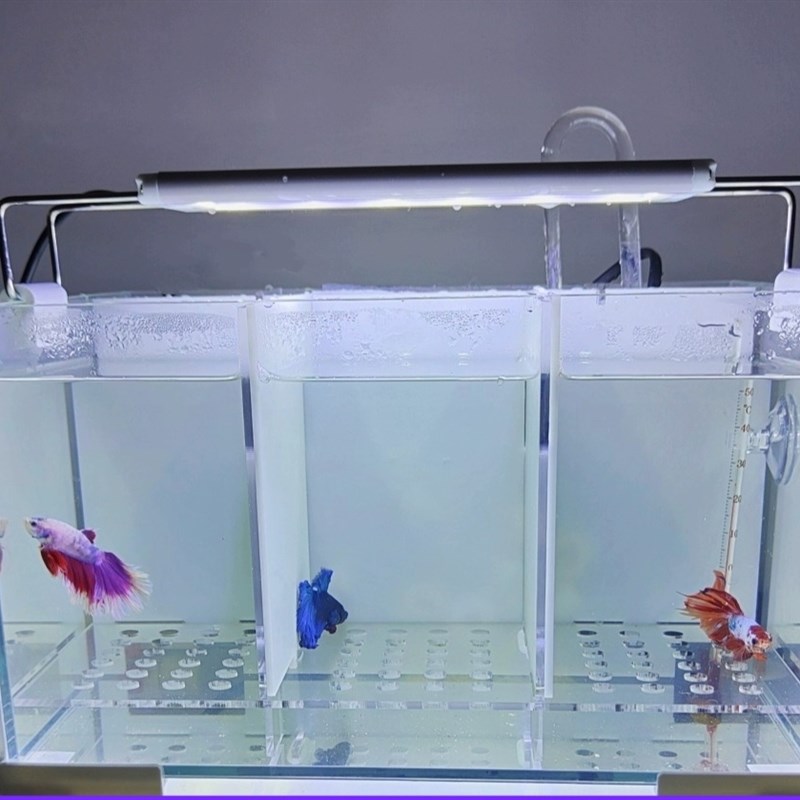 泰国斗鱼超白玻璃亚克力多格免换水桌面客厅小型背滤排缸组缸鱼缸