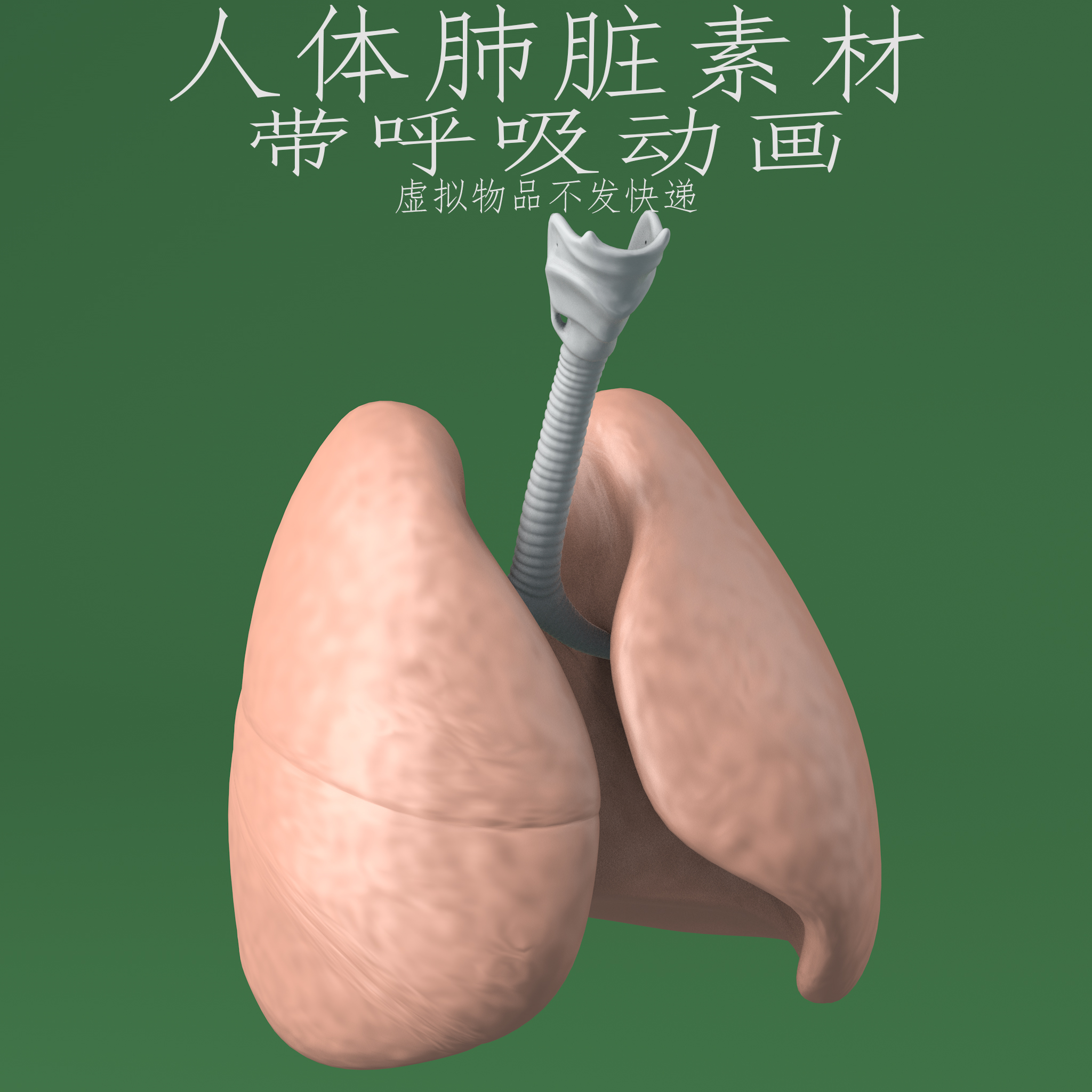 三维C4D肺脏素材3ds人体解剖fbx呼吸动画obj